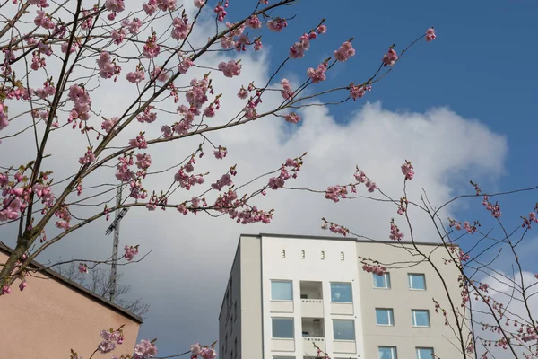 Cherry Blossom Fifties Architecture Detail — Stock Photo, Image