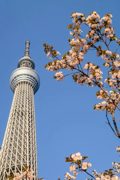 Tokyo Circa May 2014 Tokyo Sky Tree 2Nd Tallest Building — Stock Photo, Image