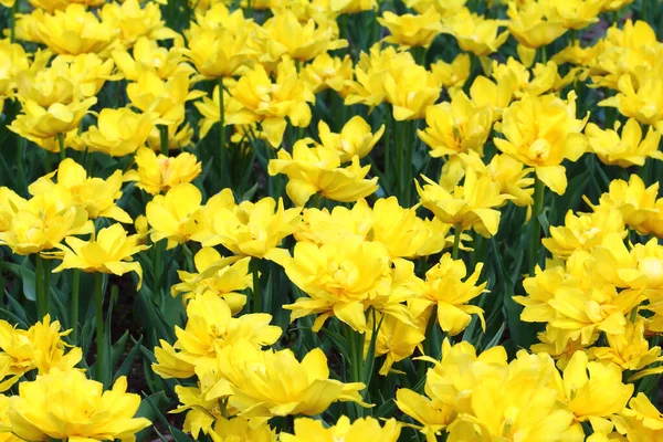 Gelbe Tulpen Auf Dem Feld — Stockfoto