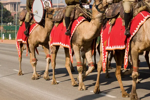 Cuerpo Camellos Marcha —  Fotos de Stock