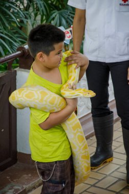 6 Nisan 2014 'te Tayland Kızıl Haç Yılan Çiftliği Bangkok Tayland' da yılan gösterisi