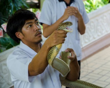 6 Nisan 2014 'te Tayland Kızıl Haç Yılan Çiftliği Bangkok Tayland' da yılan gösterisi