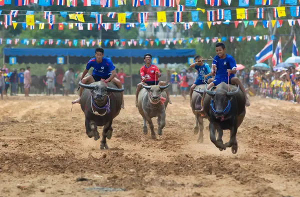 Water Buffalo Racing Pattaya Thailand — Stock Photo, Image