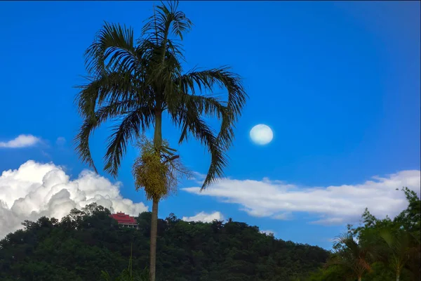 Temple Hill Palm Tree Moon — Stock Photo, Image