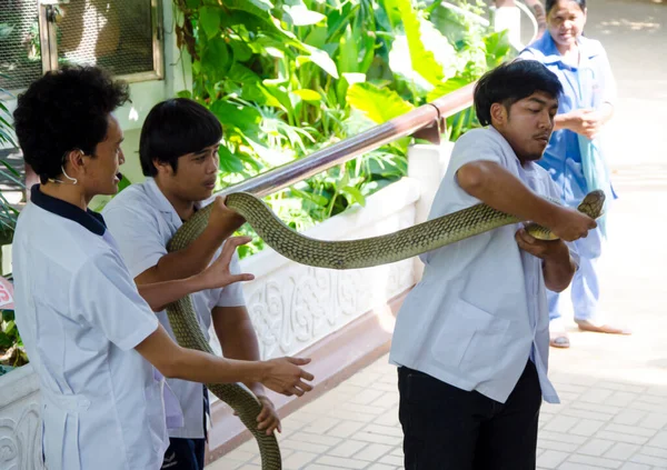 2014年4月6日在泰国红十字蛇养殖场举行的蛇展 — 图库照片