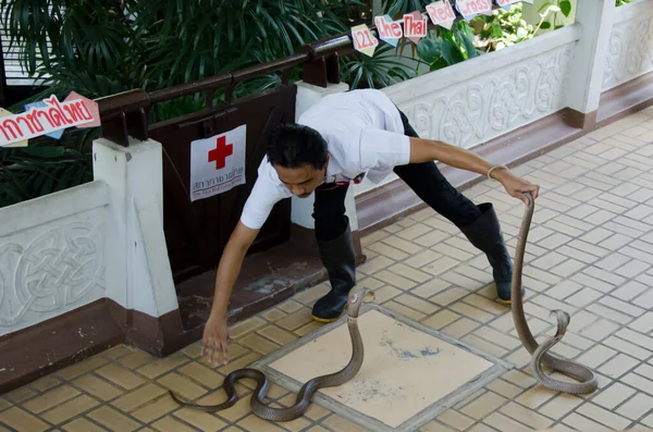 Шоу Змей Тайской Ферме Змей Красного Креста Бангкок Таиланд Апреля — стоковое фото