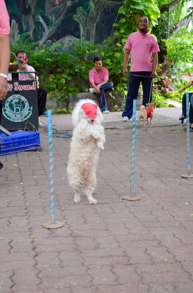 BANGKOK - AUGUST 2 2014, Dusit Sound Dog Show in Dusit Zoo