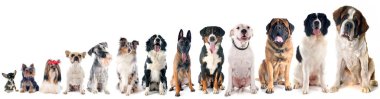 beyaz arkaplanda izole edilmiş köpek üreme grupları