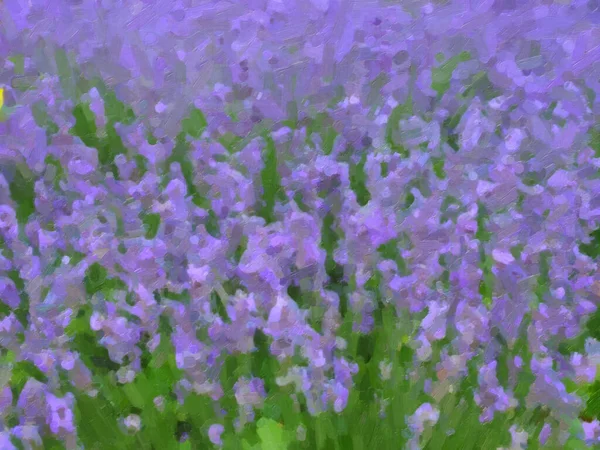 Beautiful Blooming Lavender Flowers Garden Grass — Stock Photo, Image