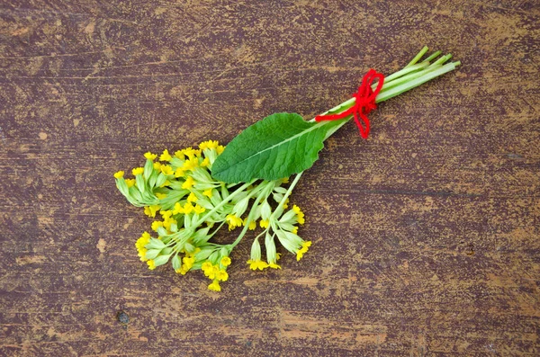 Yellow Spring Primrose Cowslip Medical Flower Bunch — Stock Photo, Image