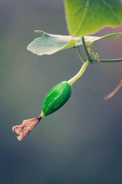 緑の葉植物の葉 — ストック写真