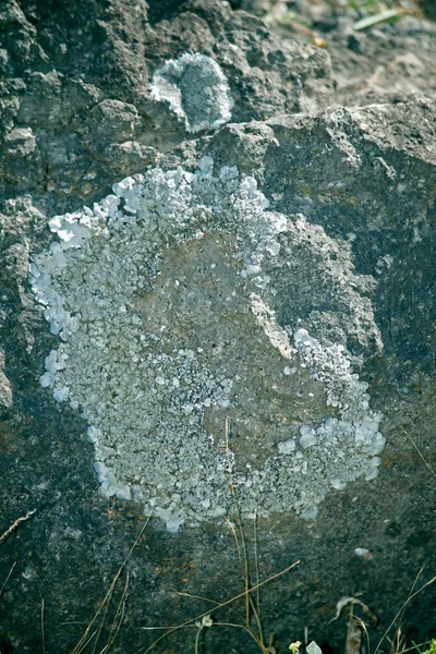 Xanthoparmelia Rock Shield Lichen Closeup View — Stock Photo, Image