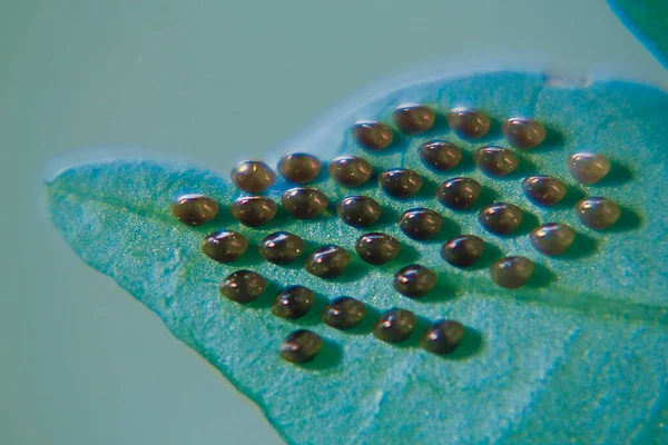 Squash Bug Hemiptera Eggs Underside Leaf — Stock Photo, Image