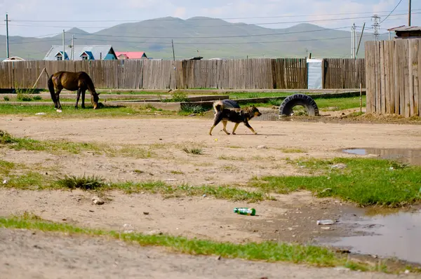 Σκυλί Και Άλογο Στο Χωριό — Φωτογραφία Αρχείου