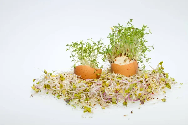 Brotes Alfalfa Fresca Huevo Pascua Primavera —  Fotos de Stock