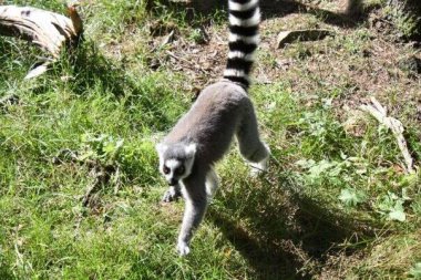 Yeşil çimlerde yürüyen şirin lemur.