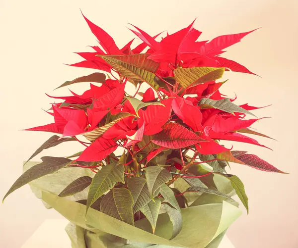 Poinsettia Christmas Star Beautiful Plant — Stock Photo, Image