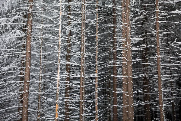 Troncos Pinheiro Cobertos Neve Inverno — Fotografia de Stock