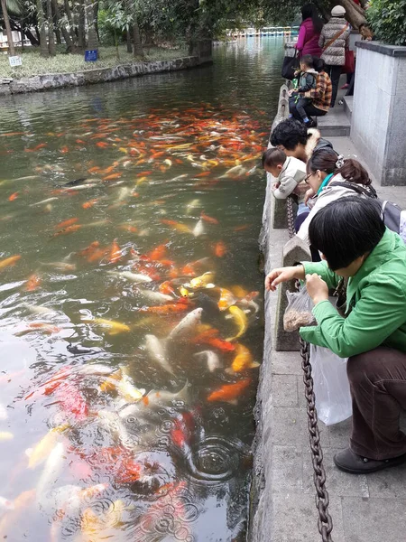 Feeding Food Fishes — Stock Photo, Image