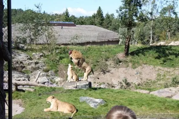 Λιοντάρια Στο Ζωολογικό Κήπο — Φωτογραφία Αρχείου
