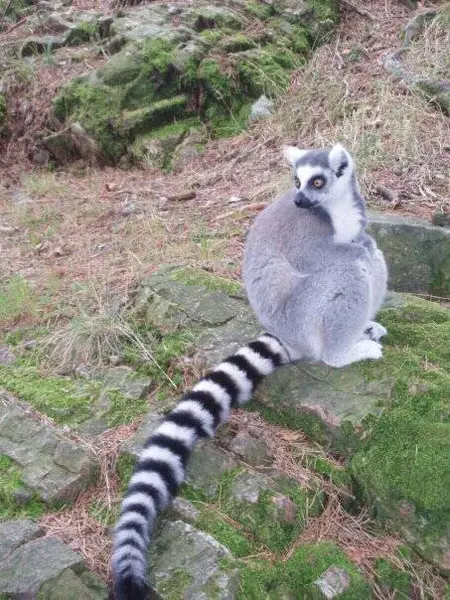 Carino Lemure Seduto Pietra Zoo — Foto Stock