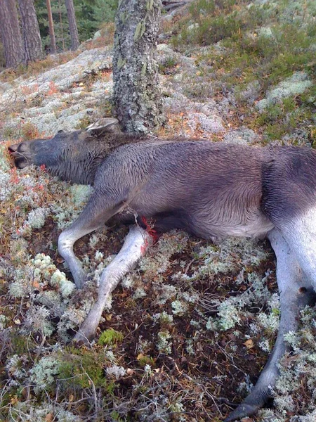 Dead Deer Wild — Stock Photo, Image