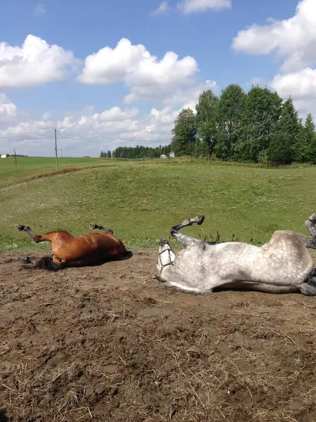 Krásný Záběr Dvou Koní Pastvině — Stock fotografie