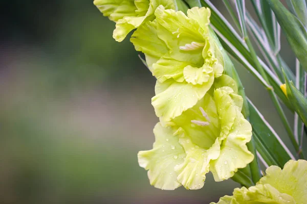 Flores Gladiolos Sobre Fondo Verde Prado — Foto de Stock