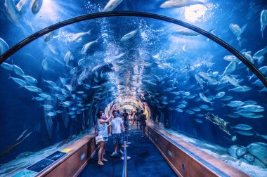 Oceanarium 'da sualtı yaşamı