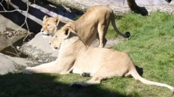 Lion Wild Nature Panthera Leo Daytime View — Stock Photo, Image