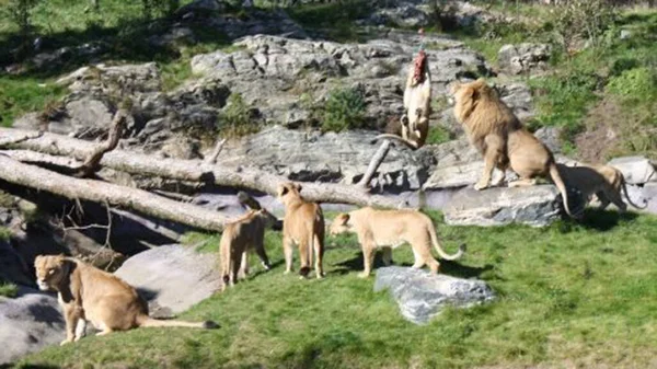 Leones Del Zoológico Kristiansand — Foto de Stock