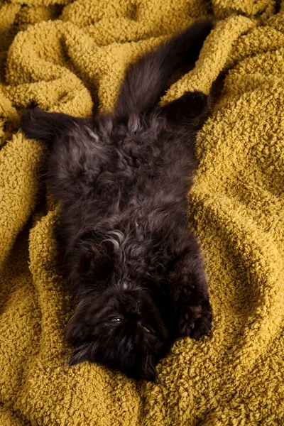 Pequeno Gatinho Cinza Bonito Animal Estimação Colorido Tema — Fotografia de Stock