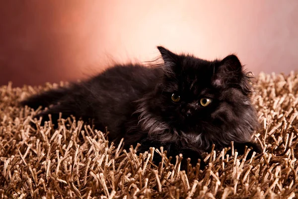 Little Gray Kitten Cute Pet Colorful Theme — Stock Photo, Image