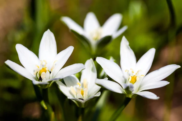 Flores Brancas Primavera Prado Verde — Fotografia de Stock