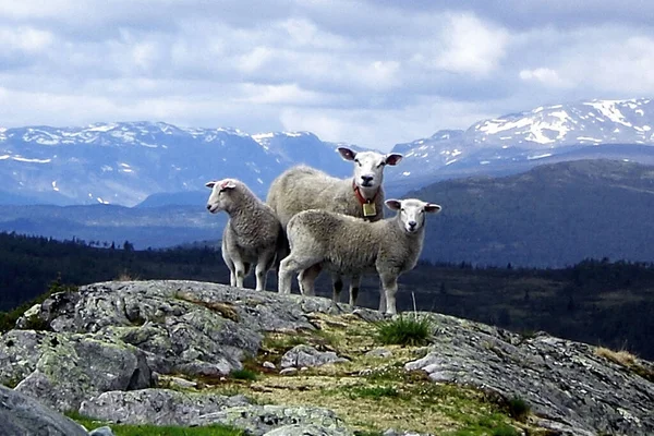 Cute Sheep Gazing Field — Stock Photo, Image