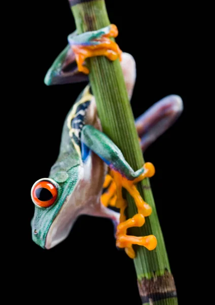 Red Eye Tree Frog Tiny Branch — Stock Photo, Image