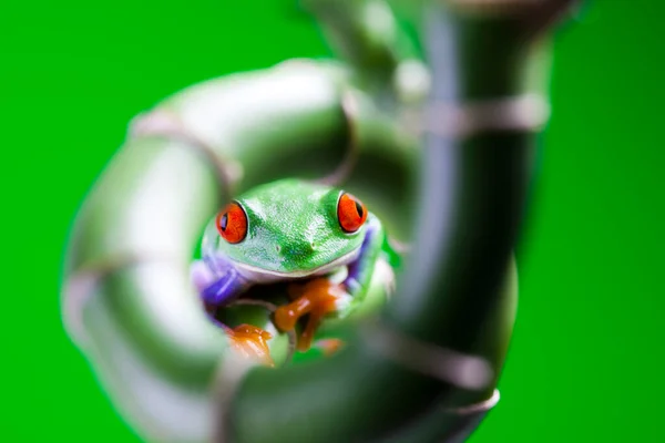 カラフルな背景に緑の木のカエル — ストック写真