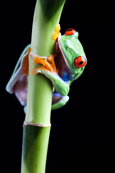 小さな枝に赤い目の木のカエル — ストック写真