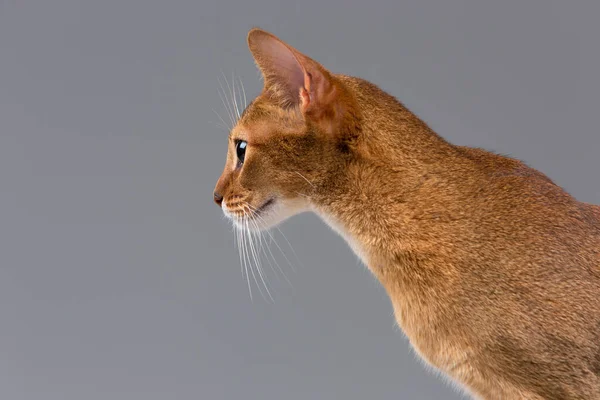Retrato Gato Jovem Abissínio Puro — Fotografia de Stock