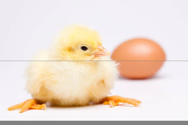 Young Chicks Springtime Colorful Bright Theme — Stock Photo, Image