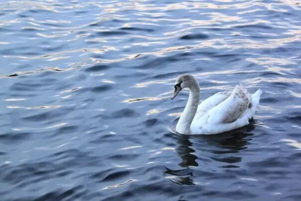 Beau Cygne Blanc Nageant Sur Lac — Photo
