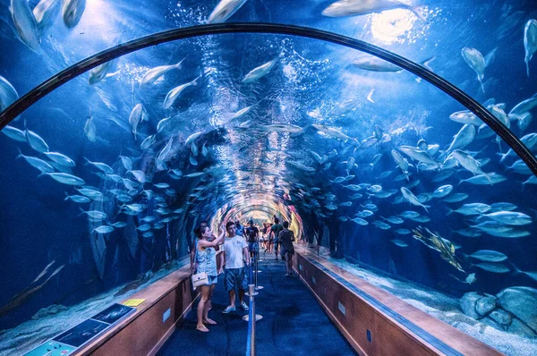 Underwater Life Oceanarium — Stock Photo, Image