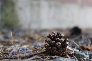 çam kozalağı yakın plan görüntüsü