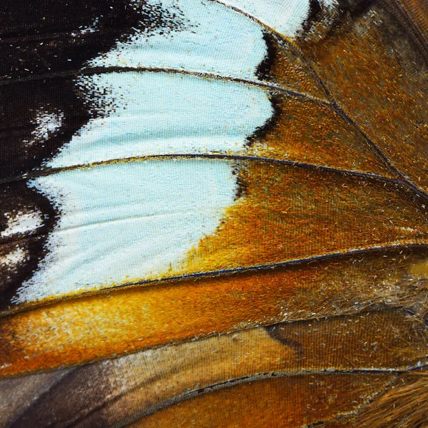 蝶の羽の質感 マクロショット — ストック写真