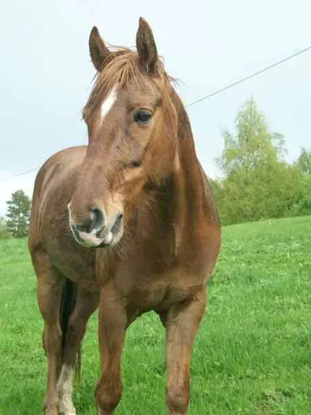 Close Van Mooi Bruin Paard Het Veld — Stockfoto
