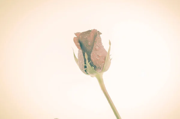 Rose Fleur Close Vue — Photo