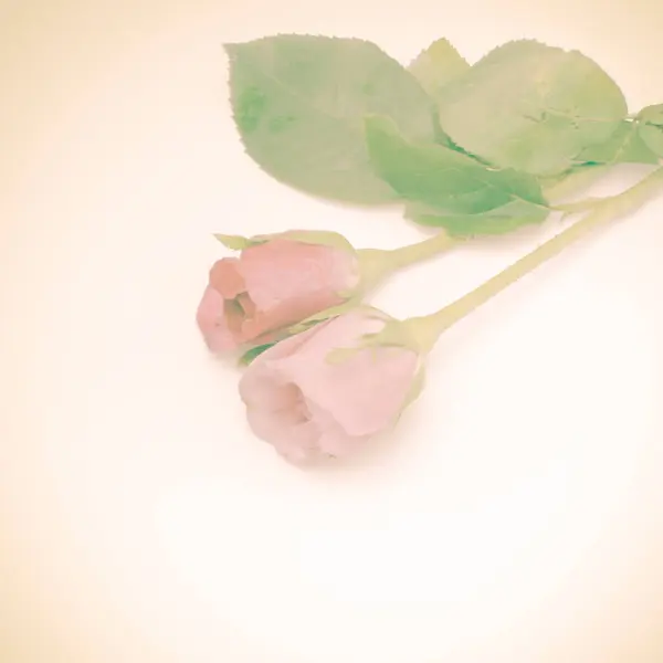 Flores Rosa Hermoso Fondo Floral — Foto de Stock