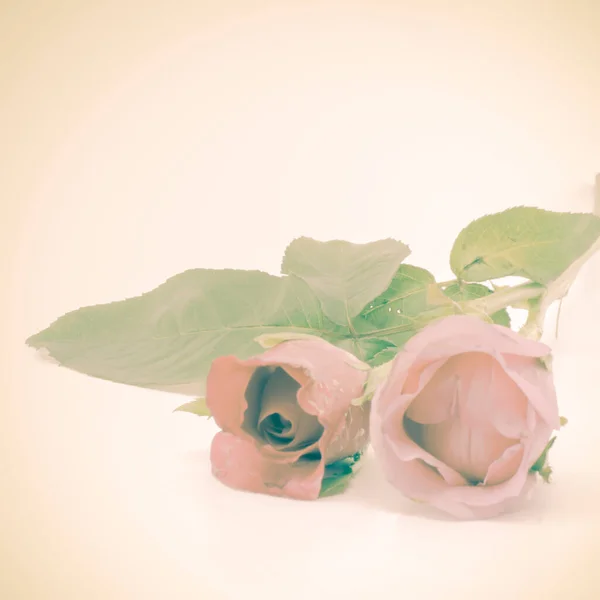 Rose Fleurs Vue Rapprochée — Photo