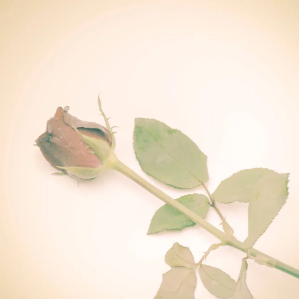 Rose Flower Närbild Visa — Stockfoto