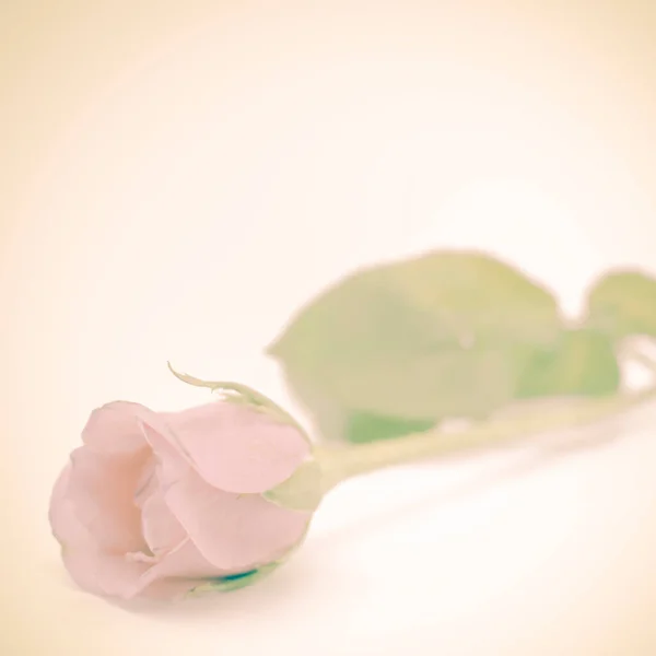 Rose Fleur Close Vue — Photo